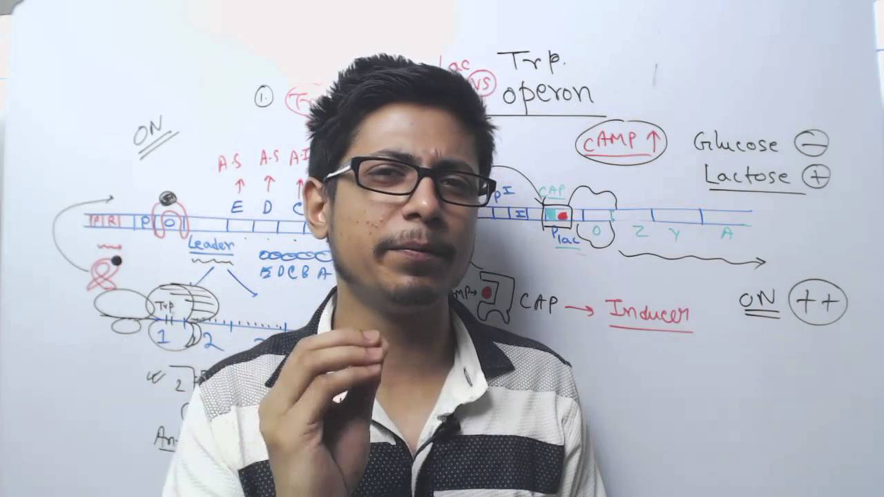 Lac operon vs Trp operon