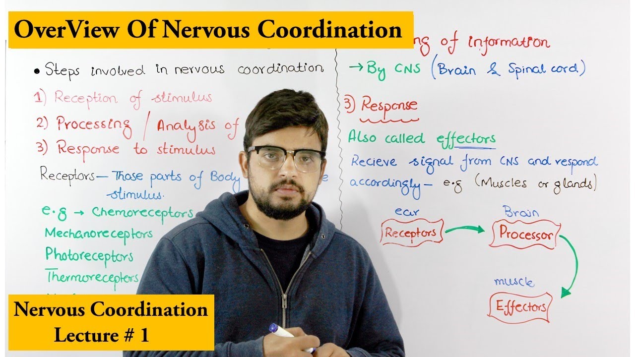 Nervous Coordination |Steps involved in nervous coordination|