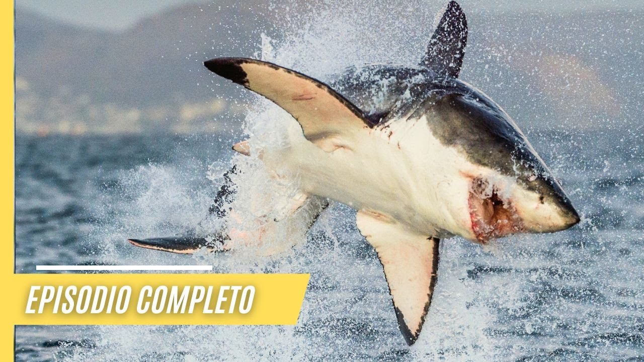 El fascinante mundo de los tiburones - Más allá del Gran Blanco | Episodio Completo