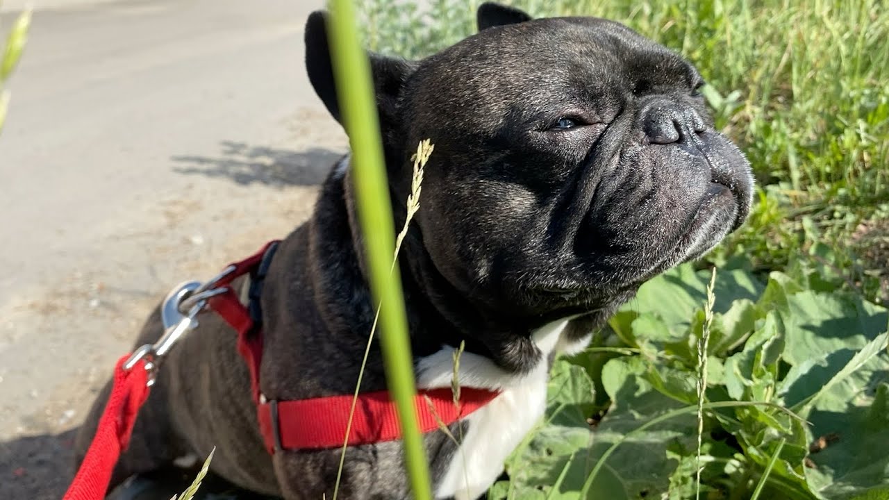 Little dog enjoys a walk