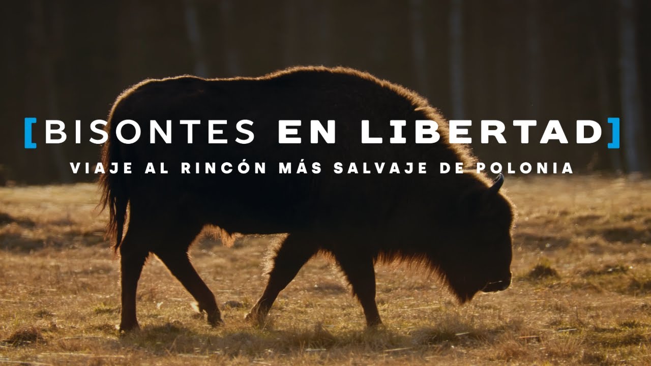 ¡SAFARI DE BISONTES EN EL CORAZÓN DE EUROPA!