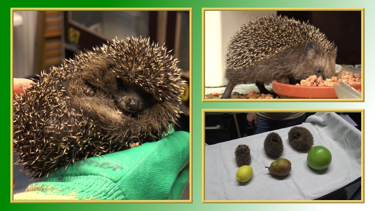 Igel | TierheimTV informiert