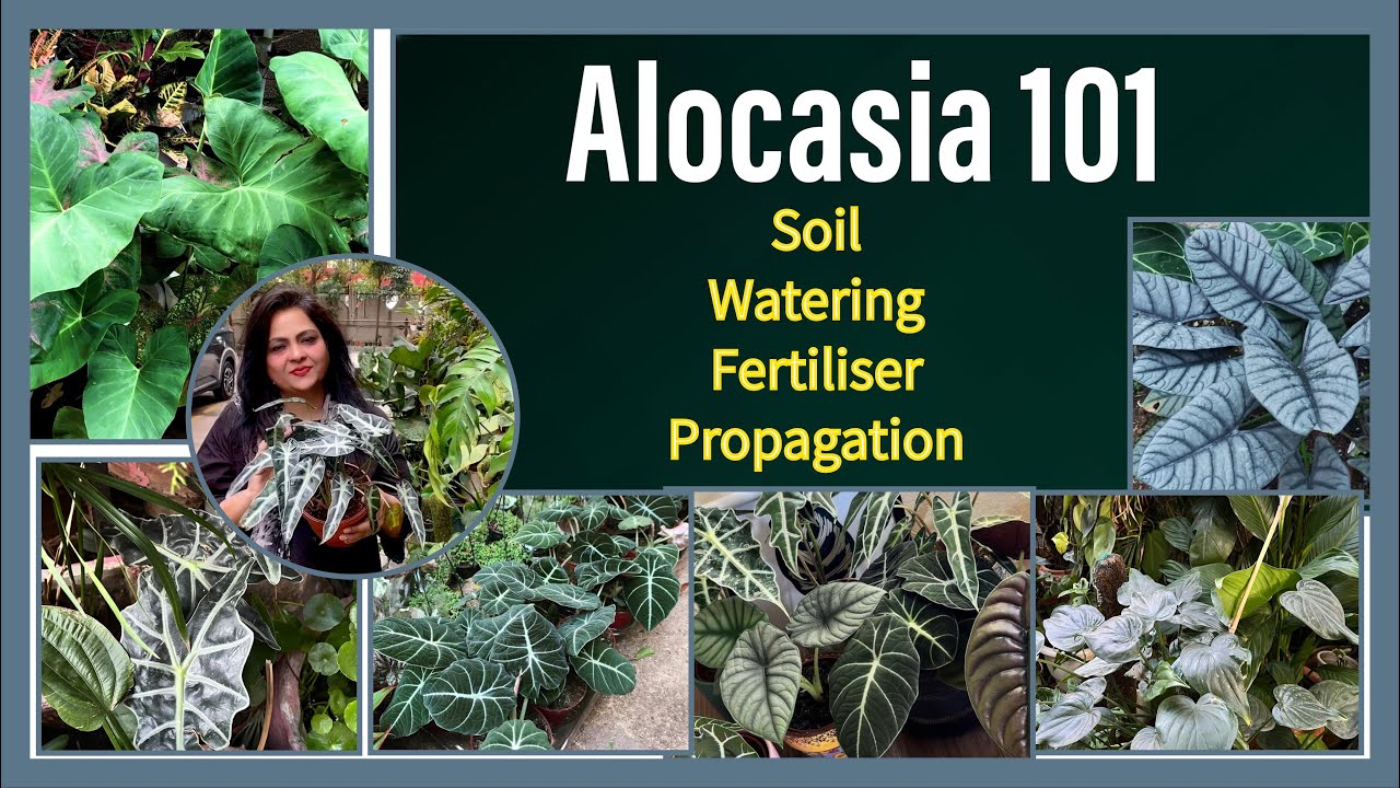 In-depth guide to Alocasia care & propagation ॥अलोकेशिया प्लांट की सही केयर और प्रोपेगेशन
