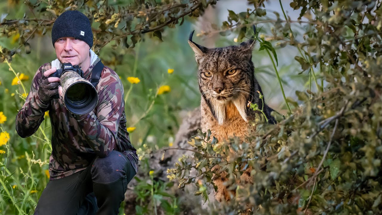 The Iberian | Iberian Lynx | HD Nature and Wildlife