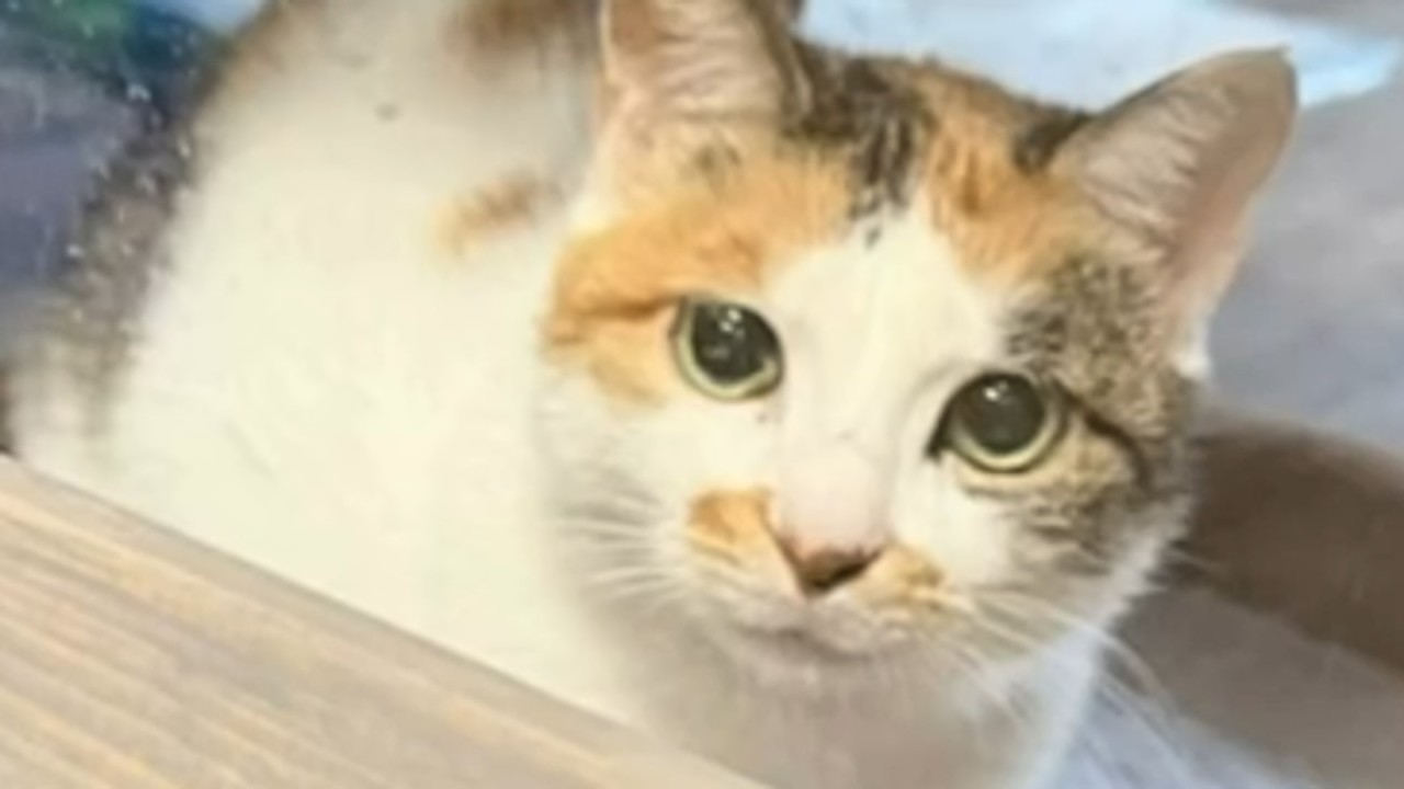 Chinese cat mistakenly shipped to America