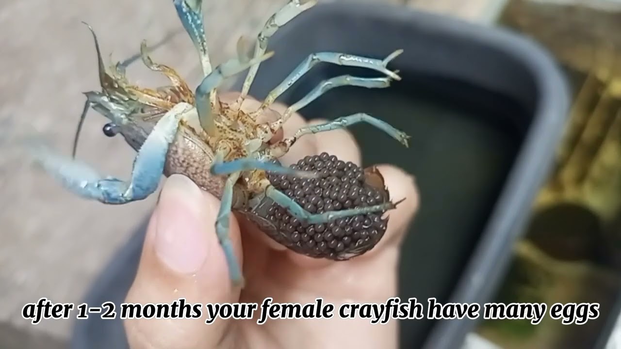Blue Crayfish Breeding Tips