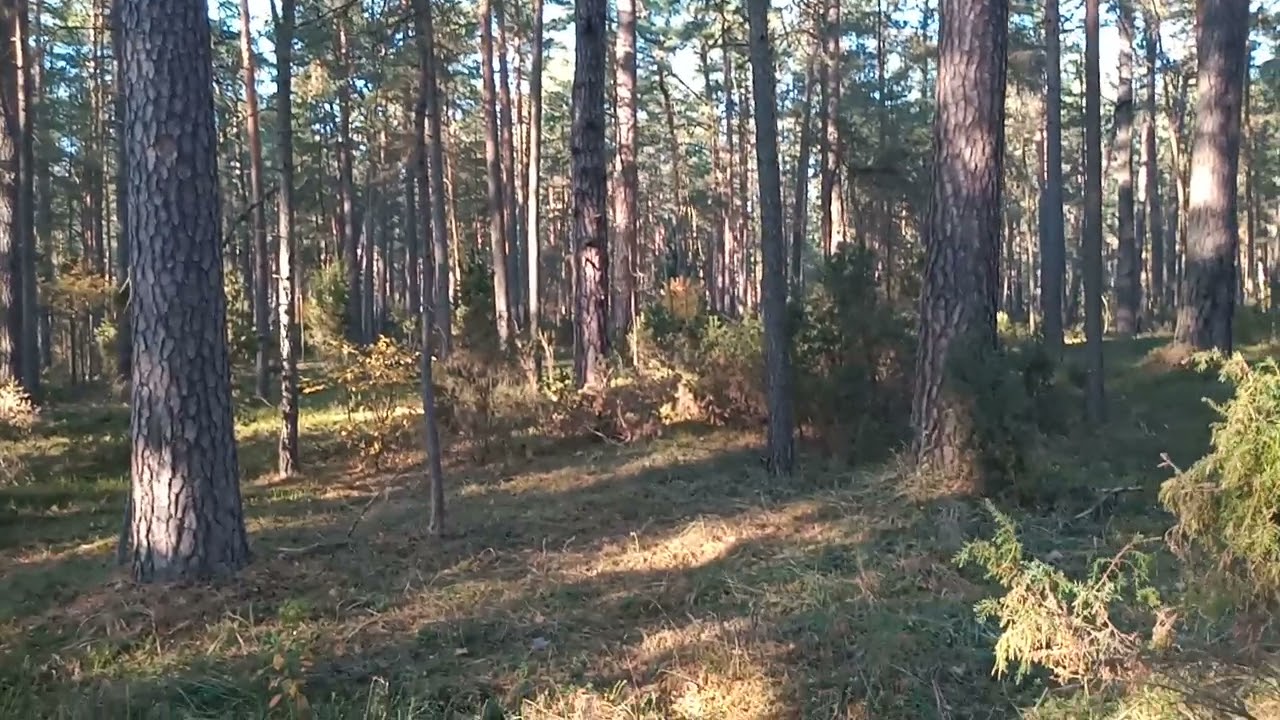 Rezerwat Mingos.