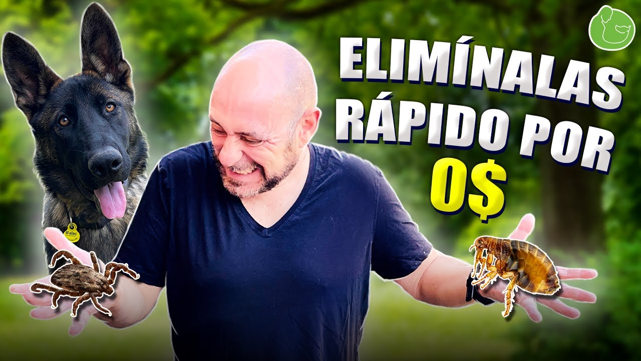 ELIMINAR y EVITAR PULGAS y GARRAPATAS de tu PERRO mascota (Hazlo tu Mismo. Remedio casero)