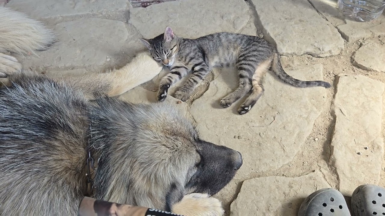 #cat