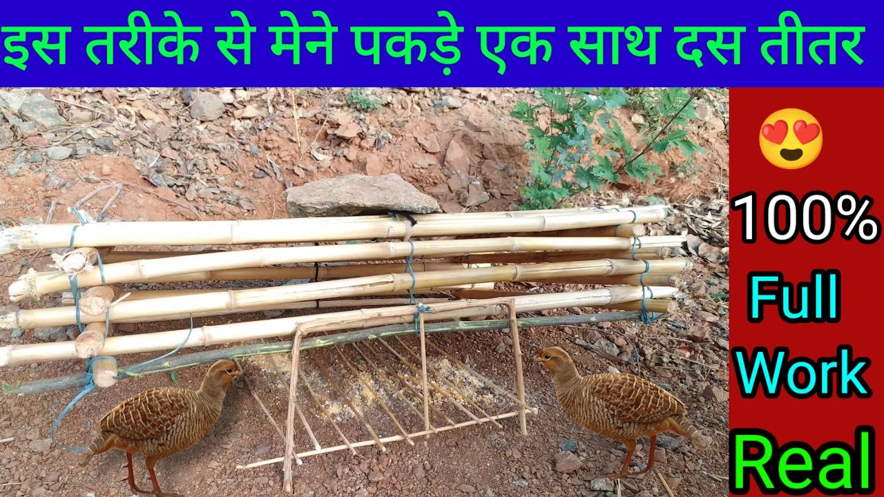 तीतर पकड़ने का तरीका | तीतर कैसे पकड़े