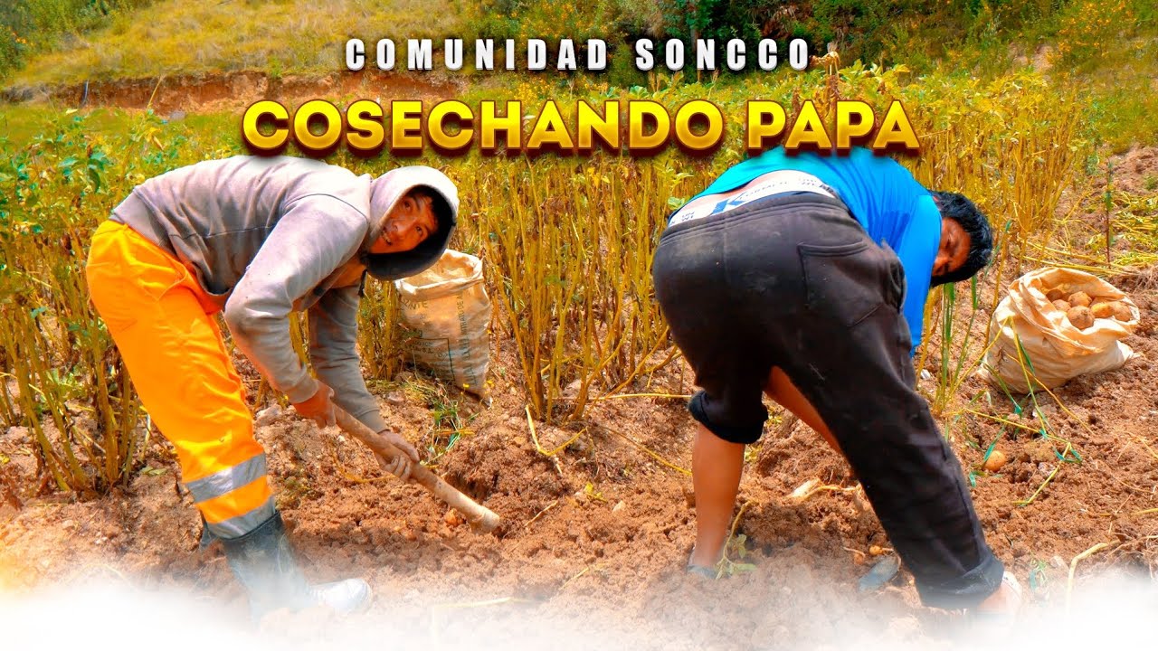Cosechando papa en un campo hermoso de SONCCO - Paucartambo 