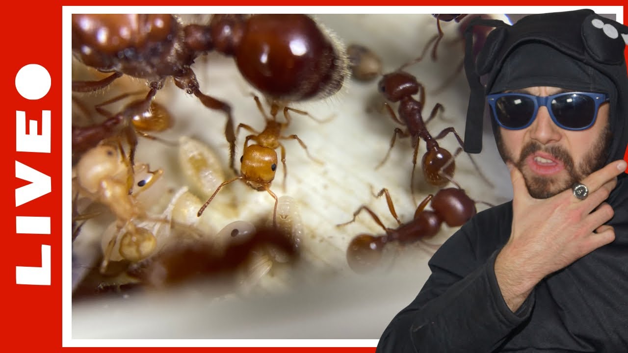 Comment élever les Pogonomyrmex barbatus (fourmi rouge moissonneuse) + FAQ [Rediff live 15/07/2024]