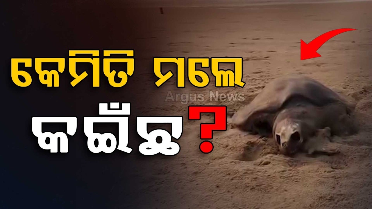 Over 50 Dead Olive Ridleys Found on Ganjam Haripur Beach, Locals Shocked | Argus News