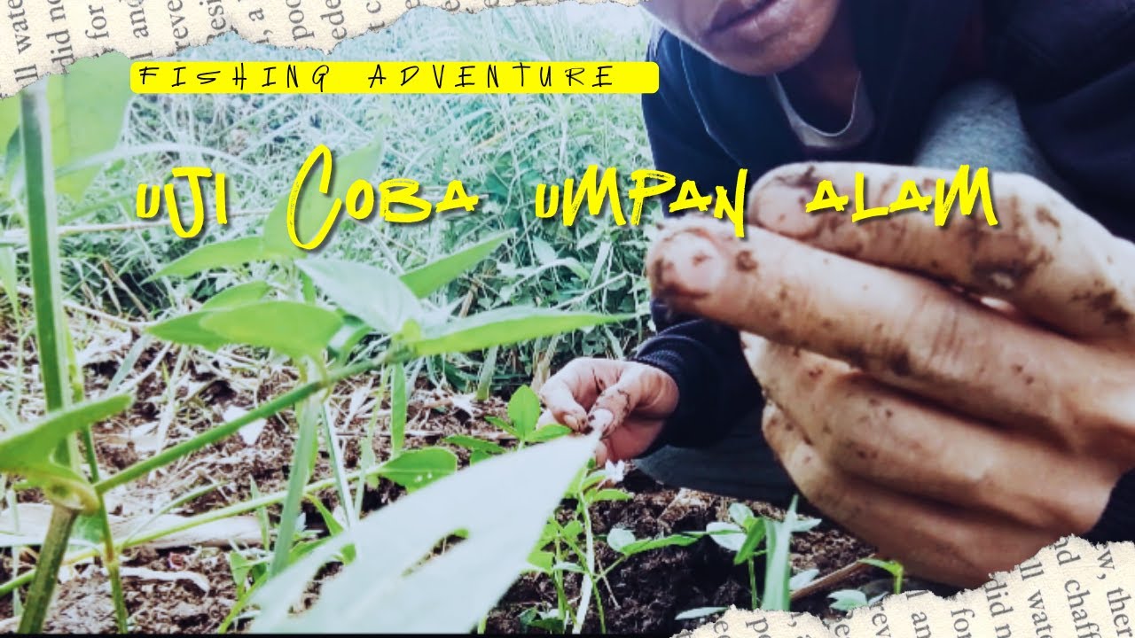 Umpan mancing  alami buktikan sendiri  