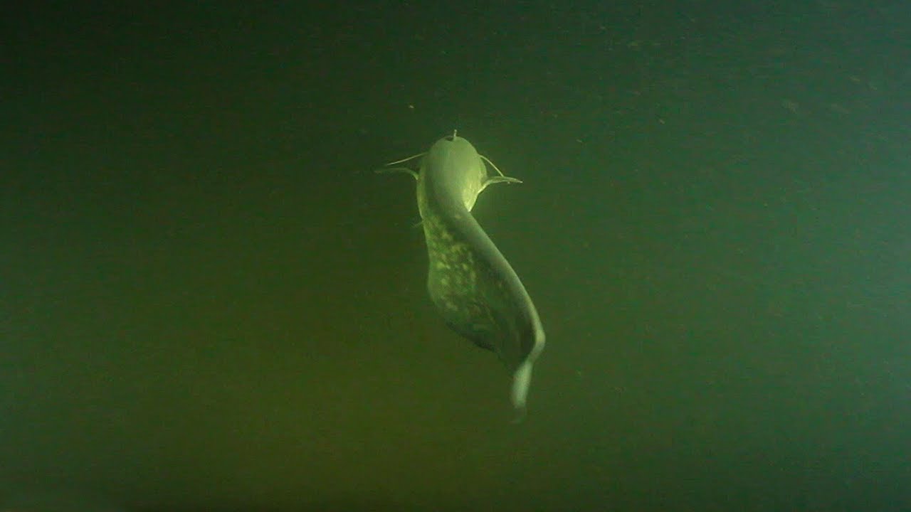 Dive 08 01 2022 Вырва