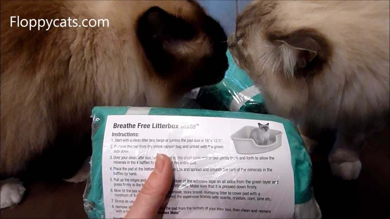Ragdoll Cats Receive Breathe Free Litter Box Mate - ねこ - ラグドール - Floppycats