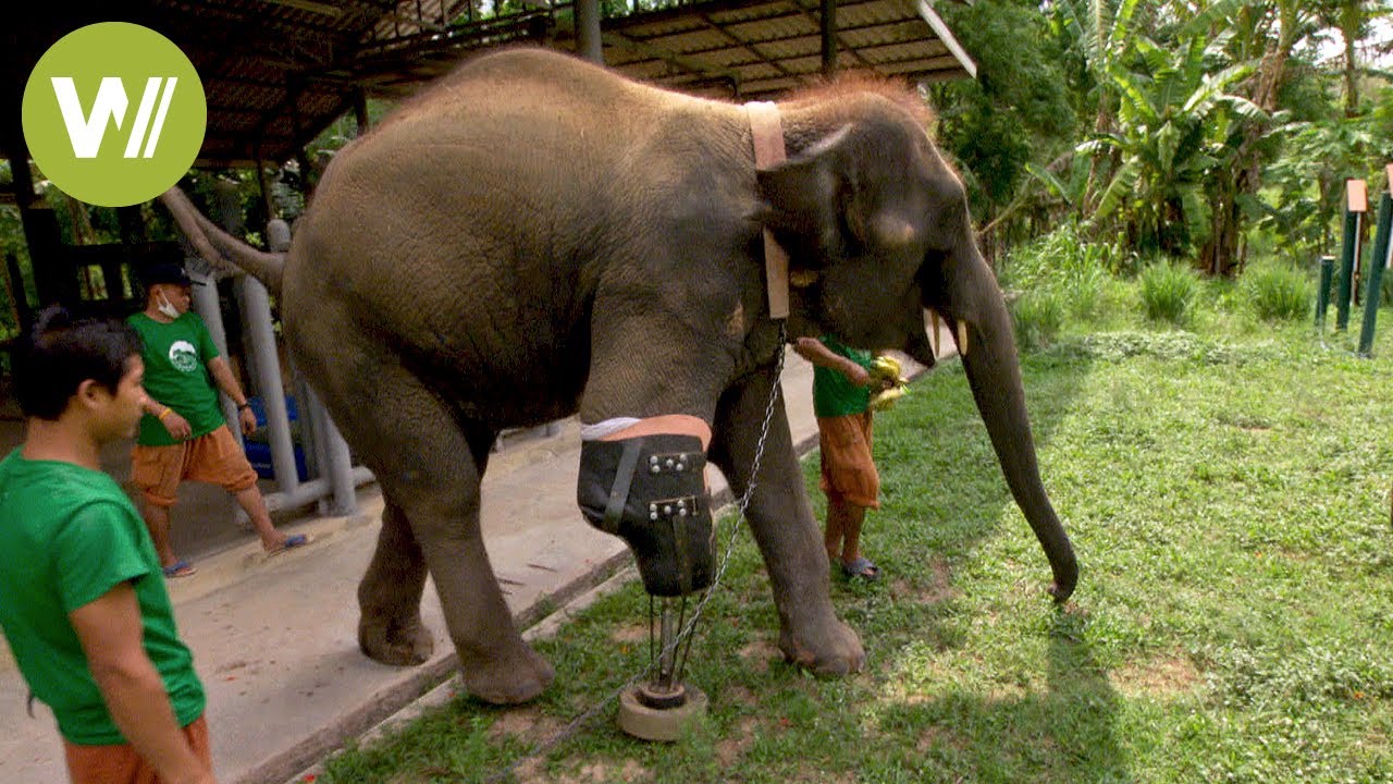 Thailand: Erstmals Beinprothesen für Elefanten!
