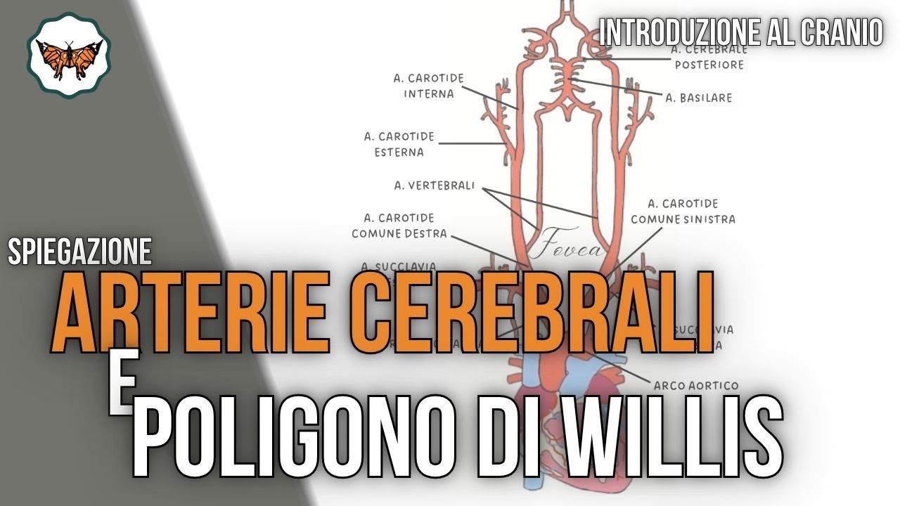Arterie cerebrali e poligono di Willis