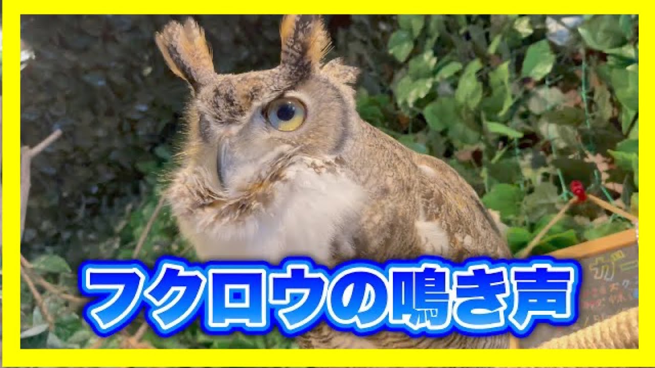 まるで咆哮！これがフクロウの鳴き声【アメリカワシミミズク】