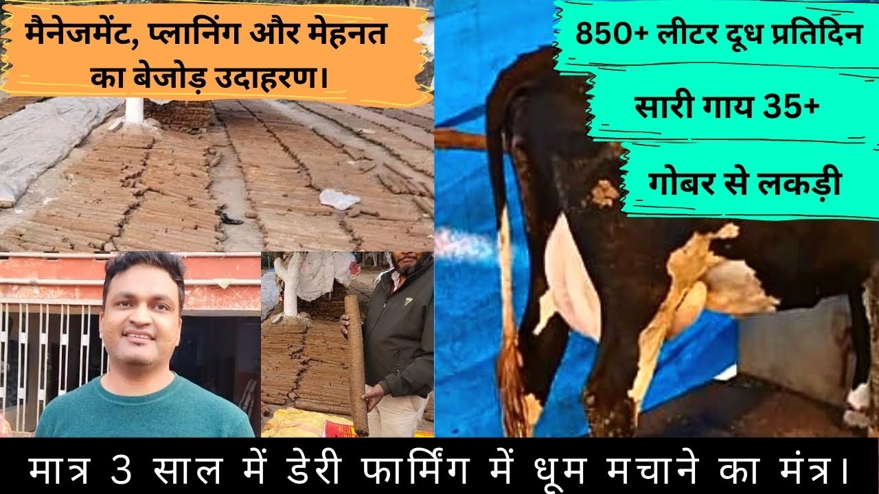 मात्र 3 साल में डेरी फार्म को सफल बनाने का मंत्र। @Pkdairytechnique #mokama