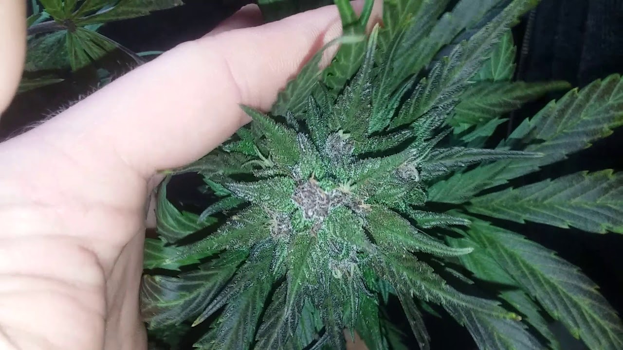 Huge sticky buds: Fastbuds Fastberry Autoflower Harvest, Viparspectra, Grow tent, indoor cannabis