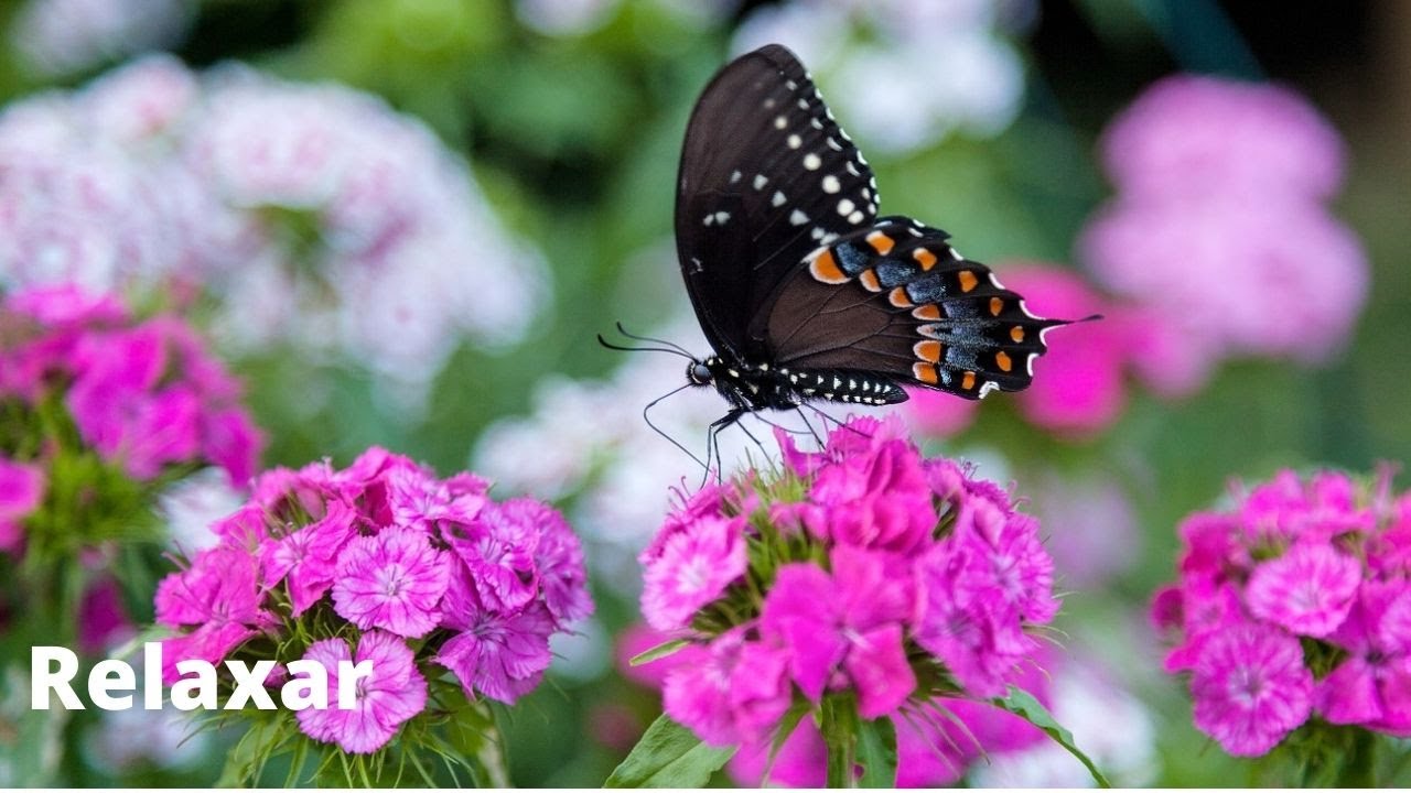 Borboletas 🦋🌸 Suave Som da Natureza para Relaxar - Sons instrumentais - Jardim Botânico#relaxsounds#
