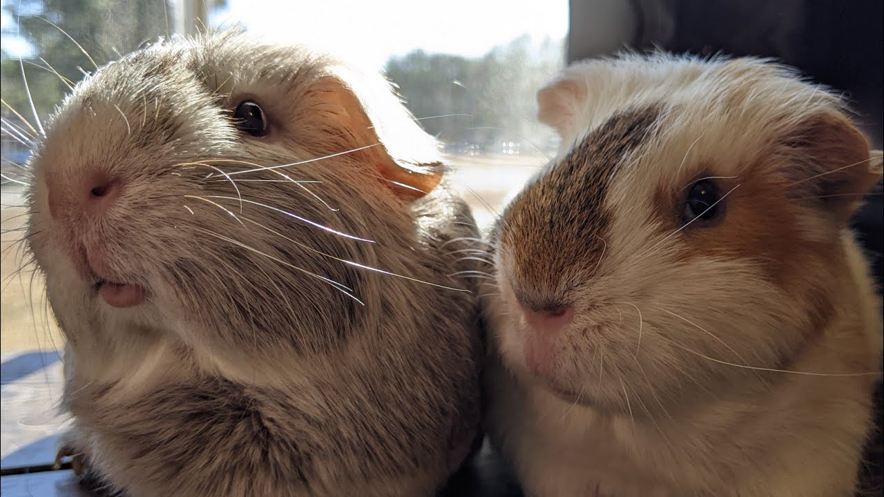 The Cutest Couple On The Internet - The Cutest Video Ever