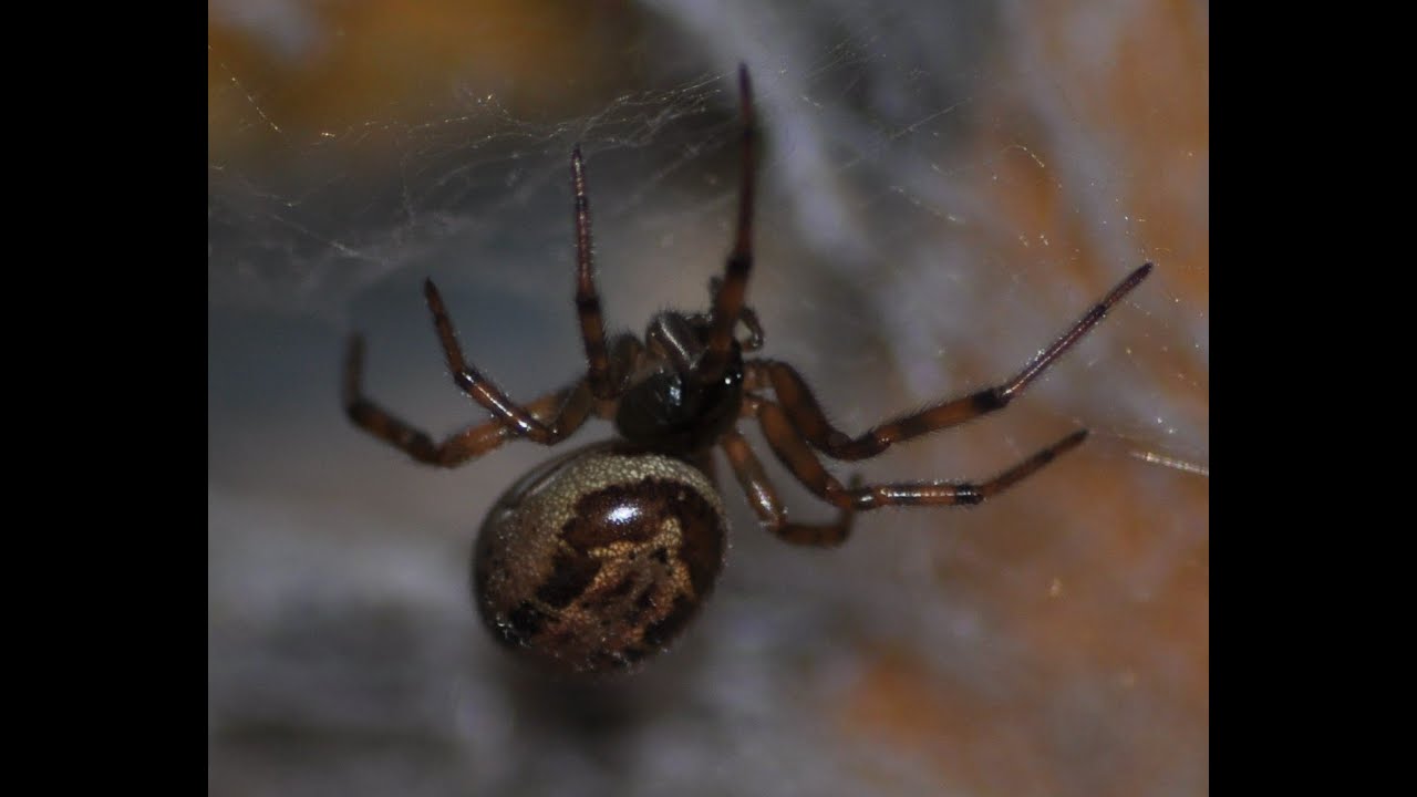 The noble false widow spider Steatoda nobilis: Investigating Ireland & UK's "most venomous spider"