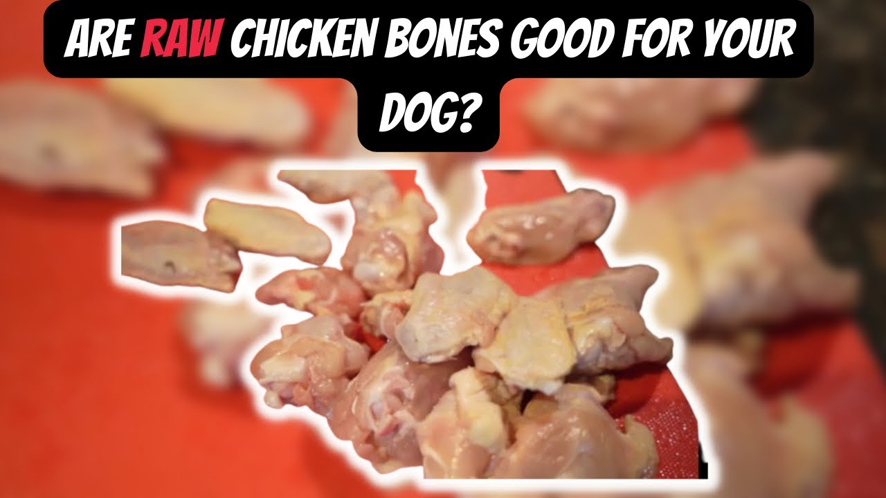 Are Raw Chicken Bones Good for your Puppies?