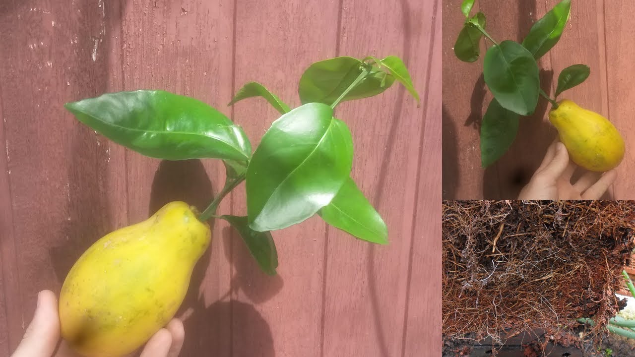 Coloque 1 GALHO de Frutífera no MAMÃO e Veja o INCRÍVEL Resultado !!!