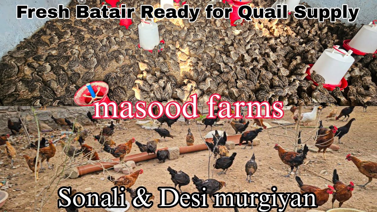 Batair Ready for Quail Supply | Best Quality Birds | Sonali & Desi murgiyan