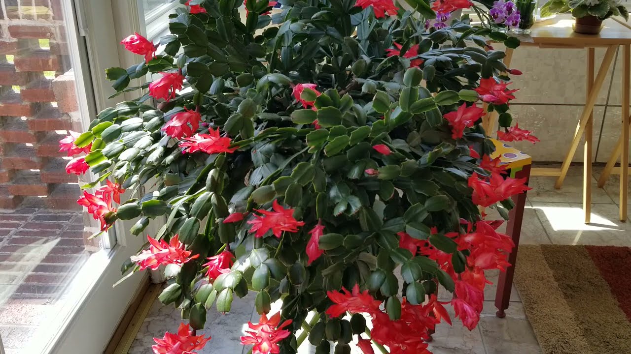 Thanksgiving Cactus Care: Watch Me Take Cuttings to Make a New Plant. How I Get My Cuttings to Root.