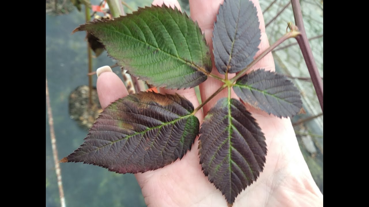 Відповіді на питання #обрізка #ожина  коли обрізати ? літні 🌞 сорти ожини #вирощування #саджанці