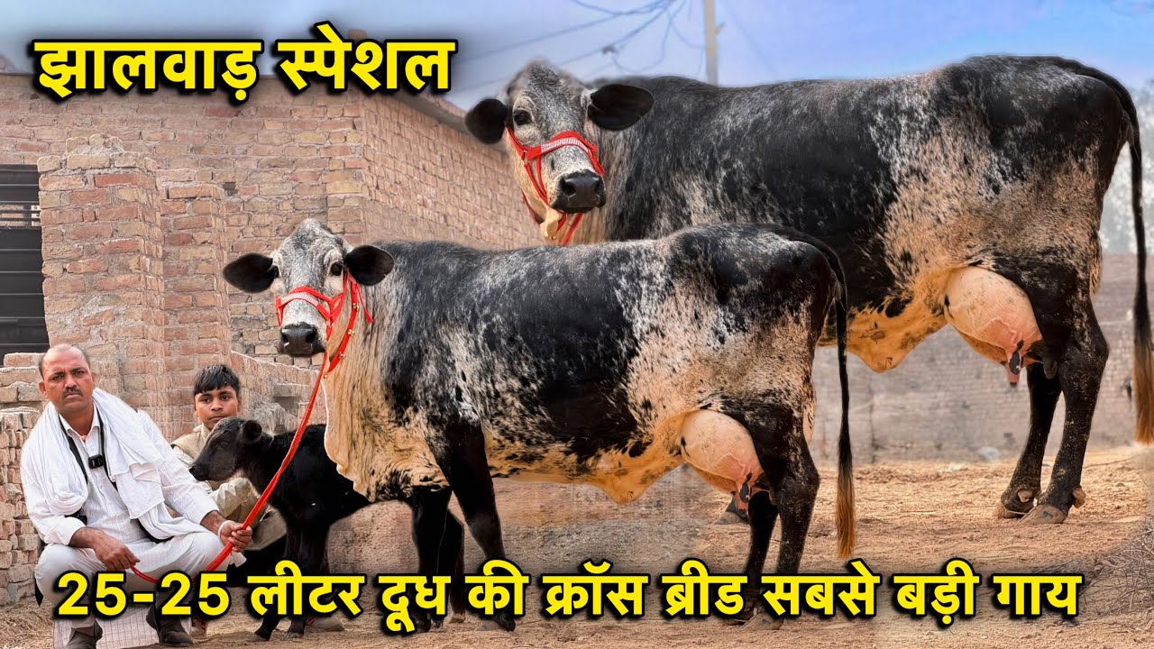25-25 लीटर दूध की क्रॉस ब्रीड की सबसे बड़ी गाय👌झालवाड़ स्पेशल 👍Top Cross Breed Cows For Sale 