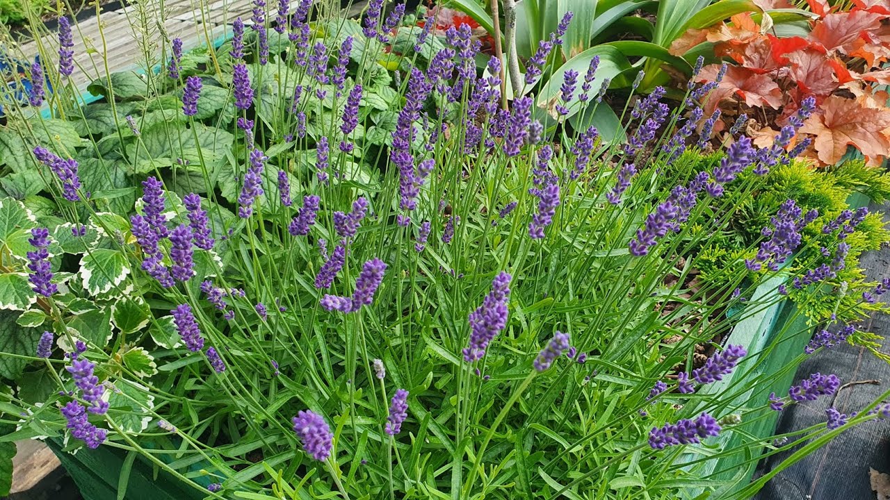 Sekrety UDANEJ uprawy Lawendy | Cięcie, Podlewanie, Gleba, Stanowisko dla LAWENDY