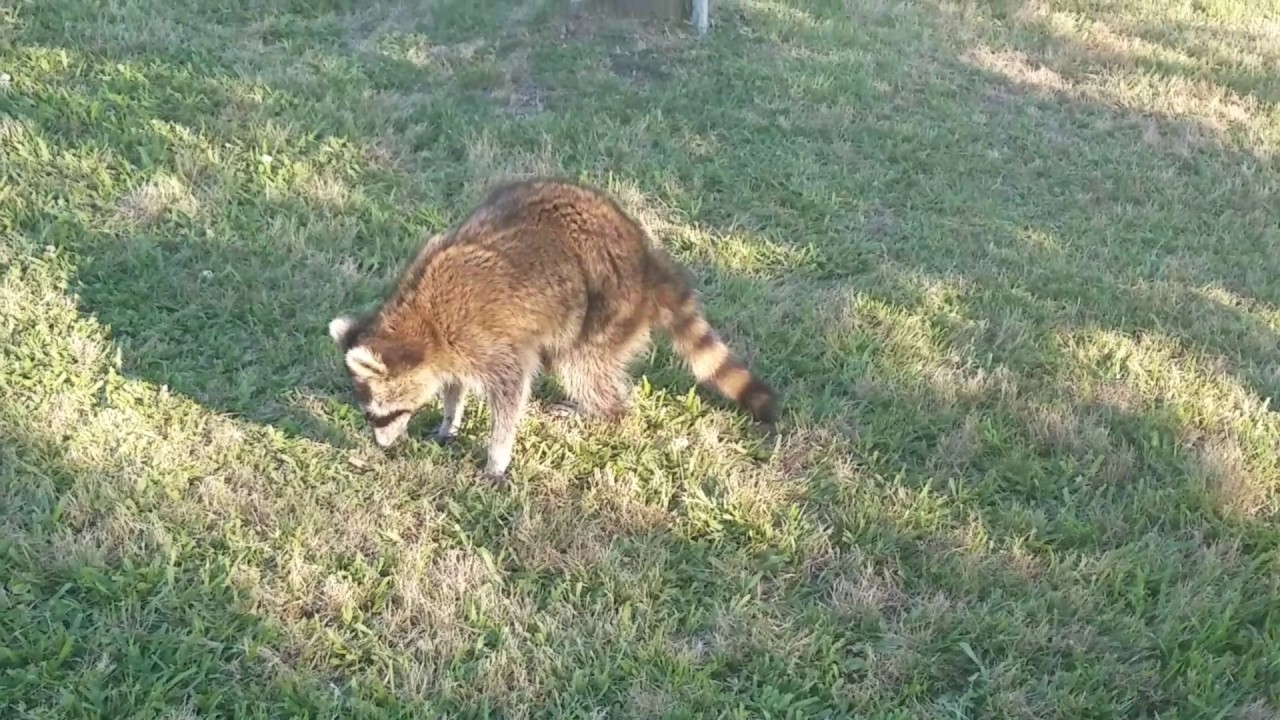 Rabid raccoon symptoms