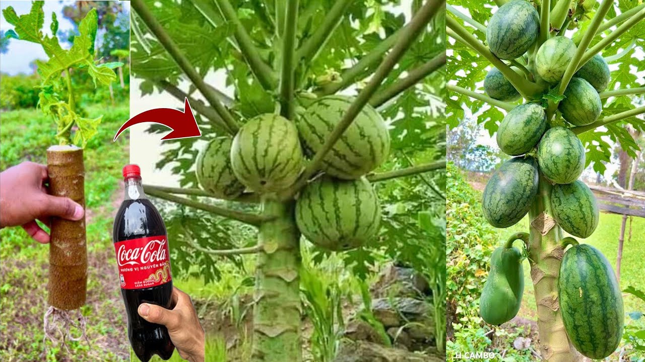 An easy way to propagating papaya tree from watermelon using eggs to help fruit fast