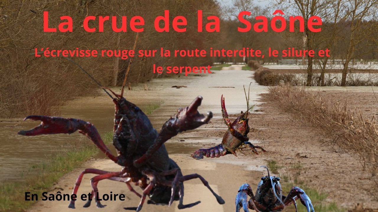 La crue de la Saône et l'écrevisse rouge