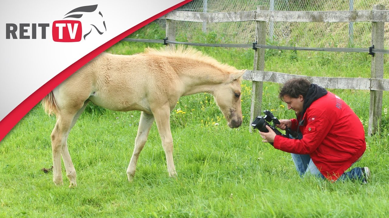 Rasseportrait | Das American Quarter Horse - die freundlichen Westernpferde