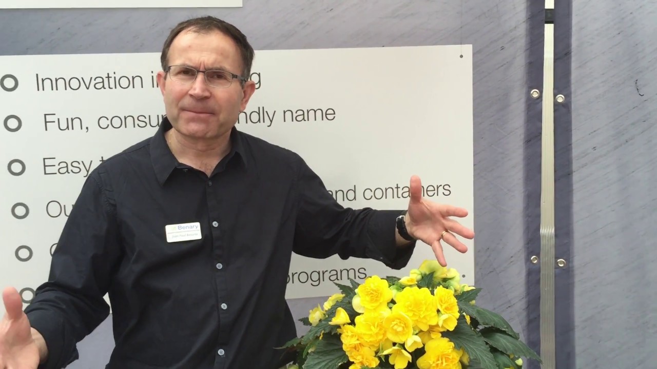 Benary; Begonias Tuberosas de Guaqueta Trading,  Resumen con Jean Paul Besette