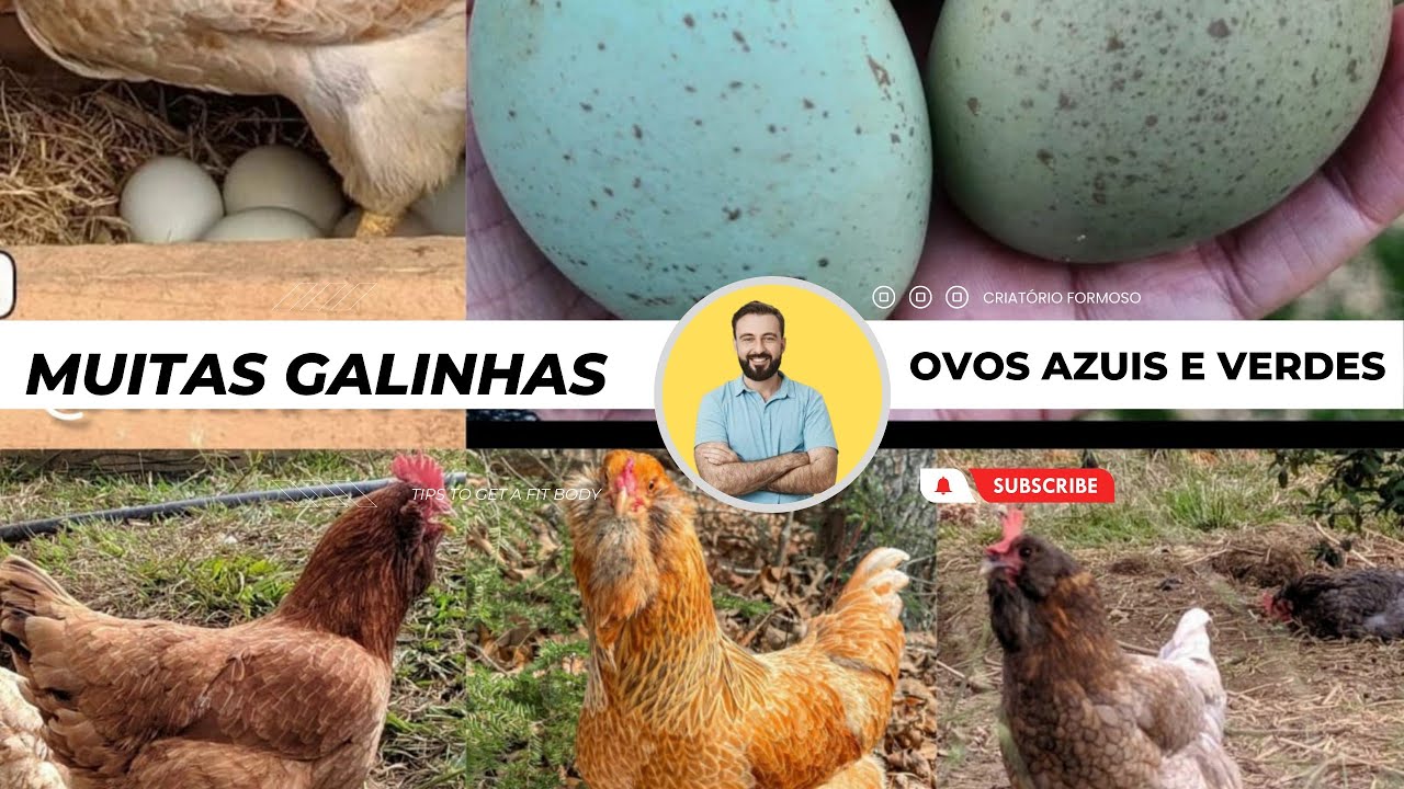 Criatório de Galinhas dos ovos azuis e verdes.