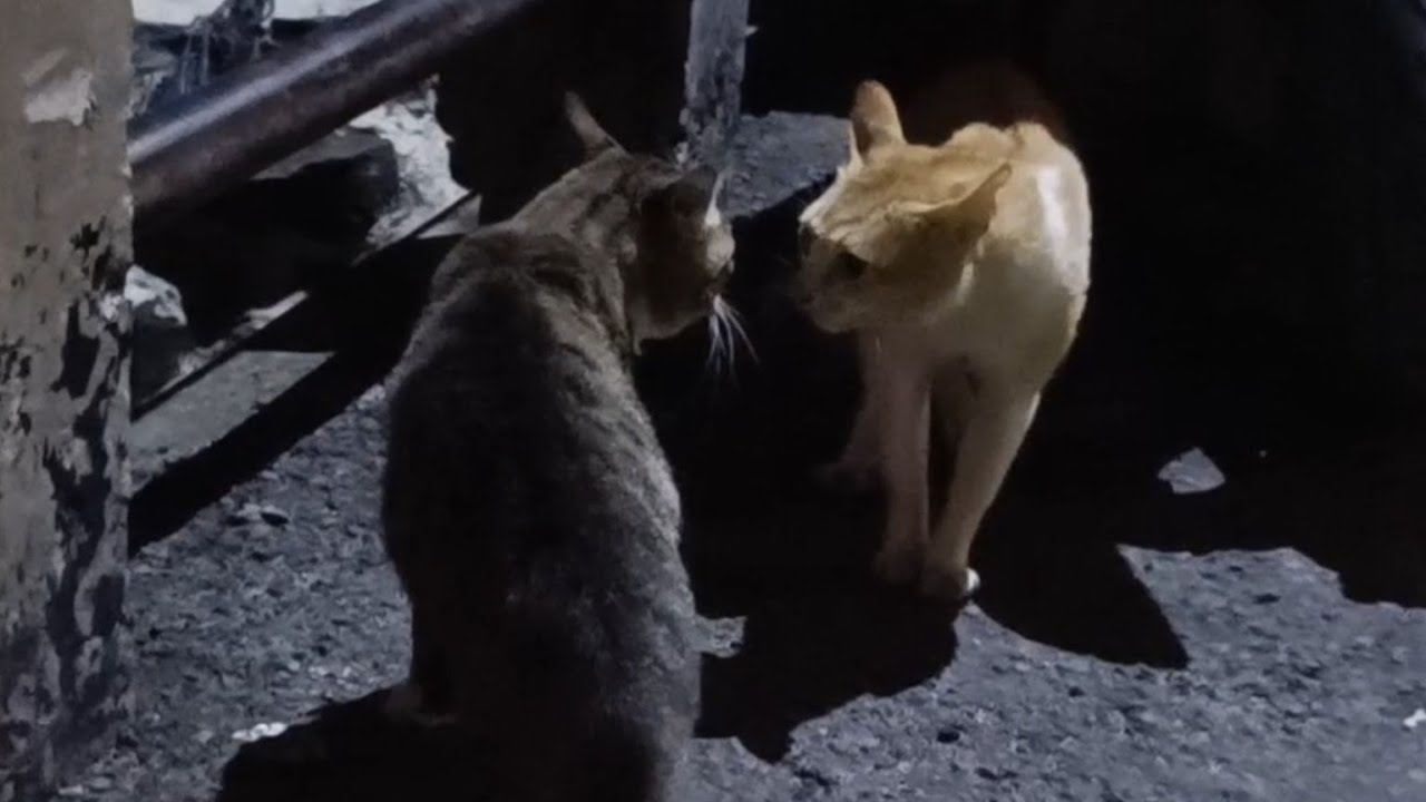 Kucing Berantem di Jembatan Pinggir Jalan