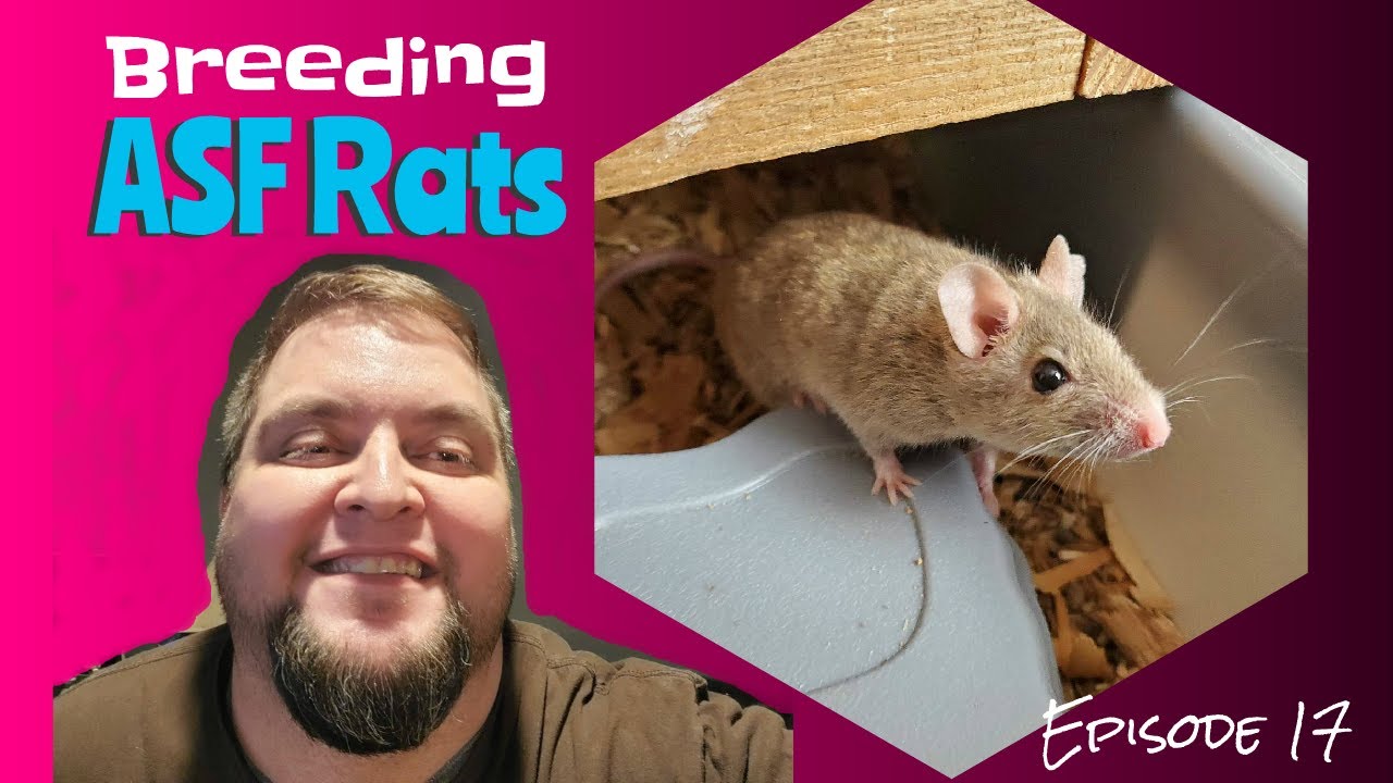 Breeding ASF, African Soft Fur Rats