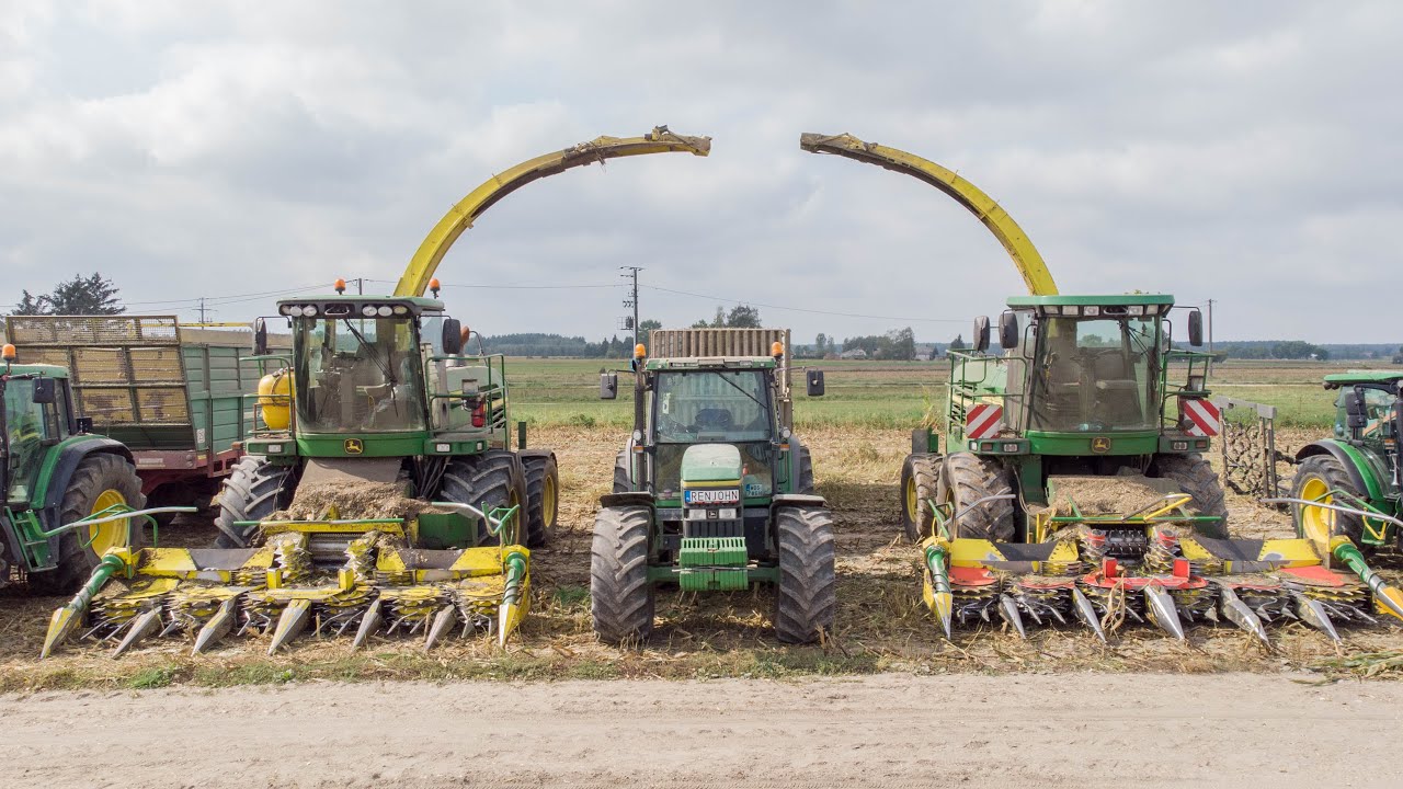 Koszenie Kukurydzy 2024 || Stado jeleni w akcji!