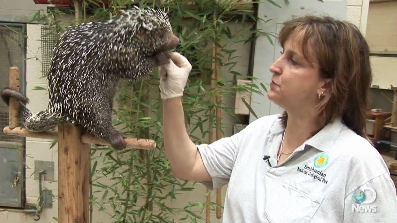 Prehensile-tailed Porcupine