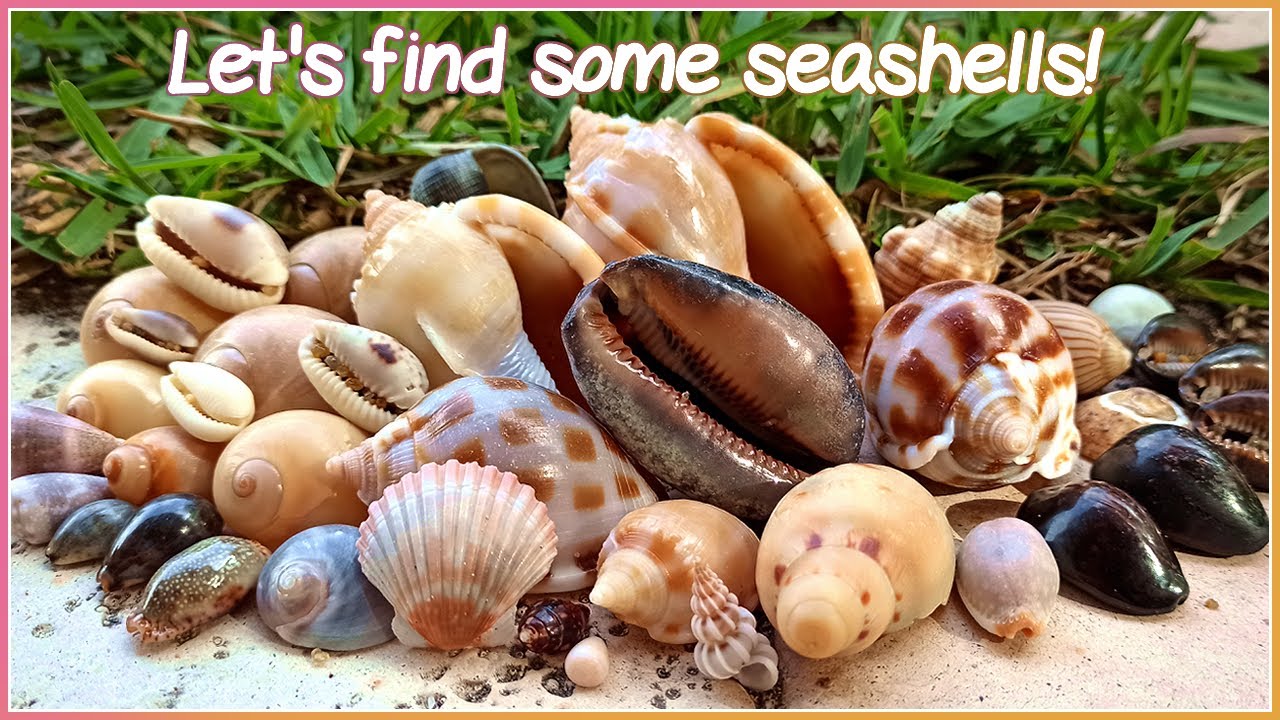 Finding Seashells at Low Tide | Wentletrap and Magnificent Volute