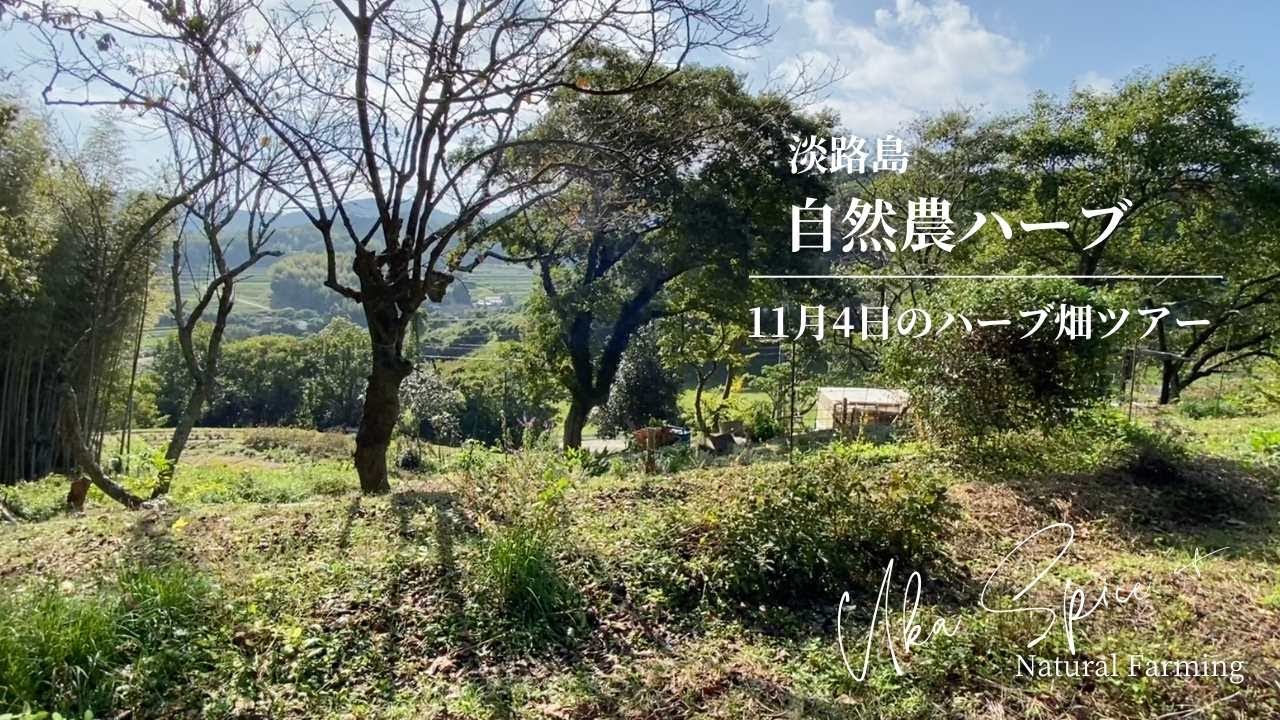 【自然農ハーブ】2024年11月4日のハーブ畑ツアー