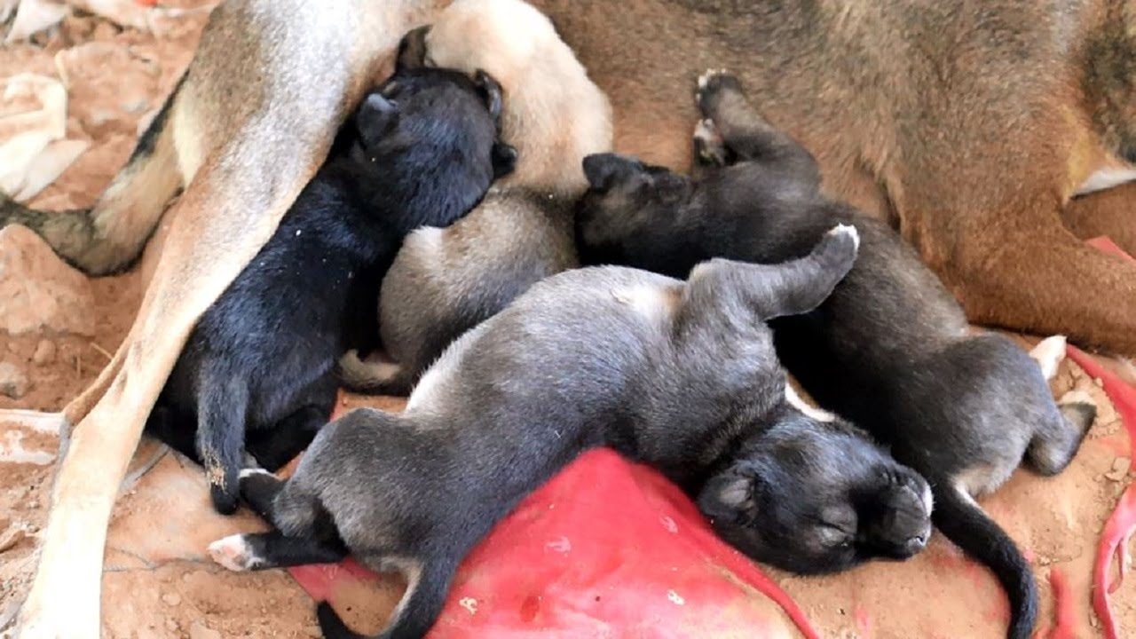 Newborn Puppies Feeding From Their Mom | Heartwarming Moment