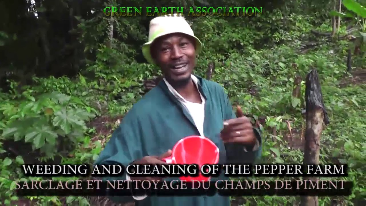 Un an d'agriculture au Cameroun