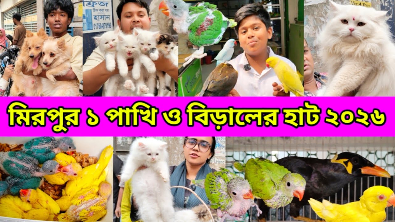 মিরপুর ১ পাখির হাট | মিরপুর ১ বিড়ালের হাট ২০২৬ | Mirpur 1 Pakhir hat | Cat price in Bangladesh 
